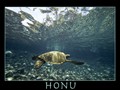 Kapoho Honu